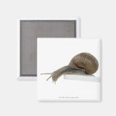Aimant Normalsnail (Recto/Verso)
