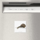 Aimant Normalsnail (In Situ (Lave-vaisselle))