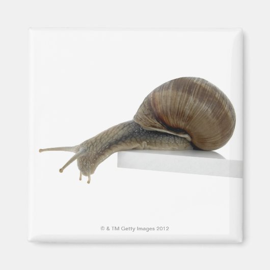 Aimant Normalsnail (Devant)