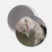 Aimant Northern Mockingbird prend un Bow Appareils & cade (Recto/Verso)