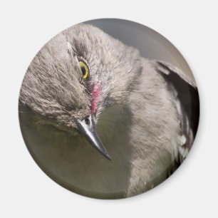 Aimant Northern Mockingbird prend un Bow Appareils & cade