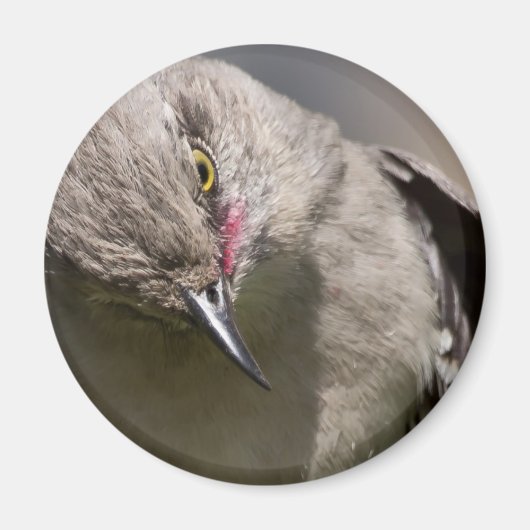 Aimant Northern Mockingbird prend un Bow Appareils & cade (Devant)