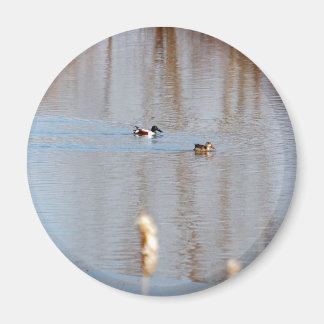 Aimant Northern Shoveler