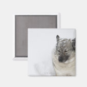 Aimant Norvégien Elkhound (Recto/Verso)