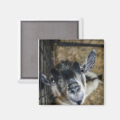 Aimant Nosy Goat En Regard (Recto/Verso)
