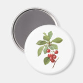 Aimant Nourriture ancienne cerise, Cerises par Redoute (Recto/Verso)