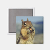 Aimant Nourriture d'écureuils (Recto/Verso)