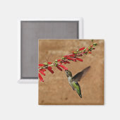 Aimant Nourriture des colibris dans le jardin (Recto/Verso)