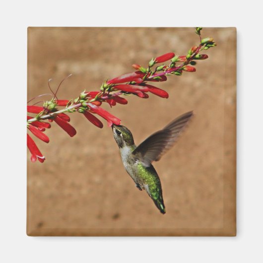 Aimant Nourriture des colibris dans le jardin (Devant)