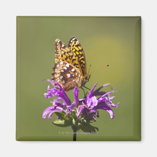 Aimant nouveau-mexique, états-unis d'amérique (Devant)