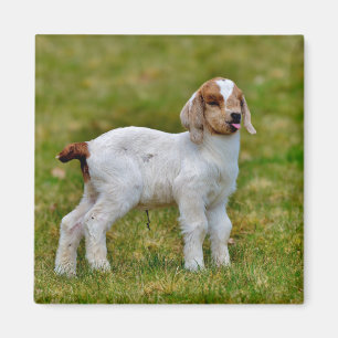 Aimant Nouveau-né Boer Chèvre Kid