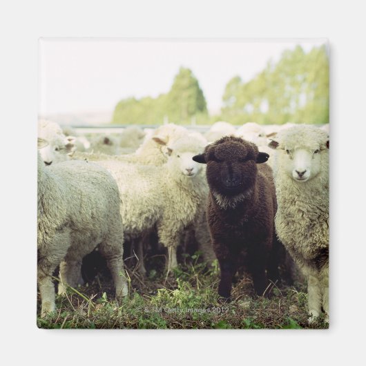 Aimant Nouvelle-Zélande (Devant)