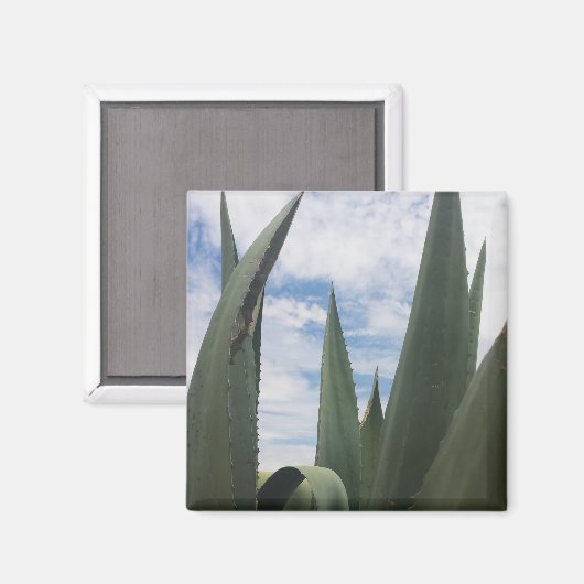 Aimant Nuages Agave (Recto/Verso)