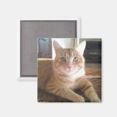 Aimant Nubby le chat (Recto/Verso)