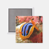 aimant nudibranche - 2 (Recto/Verso)