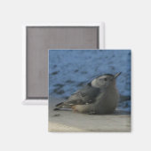 Aimant Nuthatch (Recto/Verso)