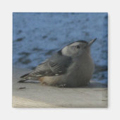 Aimant Nuthatch (Devant)
