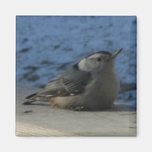 Aimant Nuthatch (Devant)