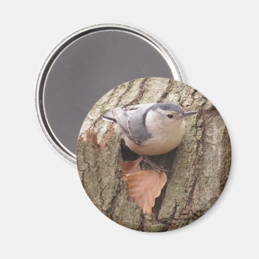 Aimant Nuthatch (Recto/Verso)