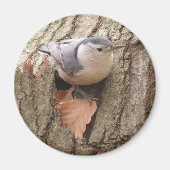 Aimant Nuthatch (Devant)