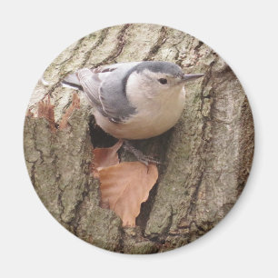Aimant Nuthatch