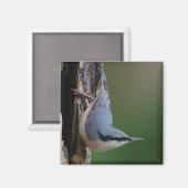 Aimant nuthatch (Recto/Verso)