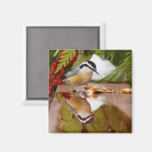 Aimant Nuthatch à poitrine rouge (Recto/Verso)
