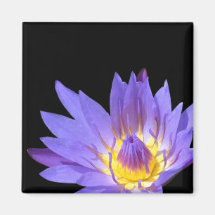 Aimant Nymphaea
