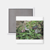 Aimant Nymphe de l'arbre généalogique libre, papillons de (Recto/Verso)