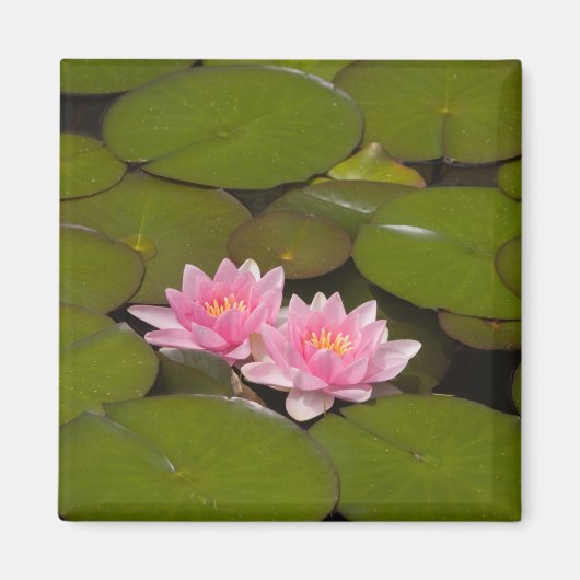 Aimant Nymphéas en fleurs (Devant)