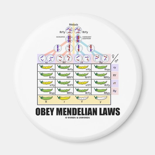 Aimant Obey Mendelian Laws (Dihybride Cross Peas) (Devant)