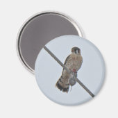 Aimant Objets de Kestrel Américain (Falco sparverius) (Recto/Verso)