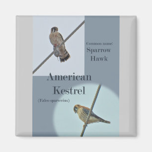 Aimant Objets de Kestrel Américain (Falco sparverius)