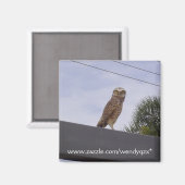 Aimant Observateur Owl (Recto/Verso)
