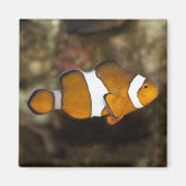Aimant Ocellaris Clowfish (Devant)