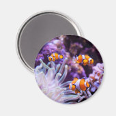 Aimant Ocellaris clownfish | Amphiprion ocellaris (Recto/Verso)