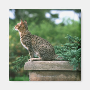 Aimant Ocicat 2