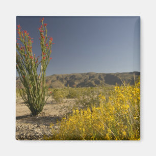 Aimant Ocotillo and desert senna