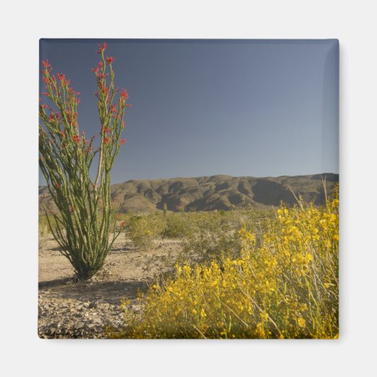 Aimant Ocotillo et senné du désert (Devant)