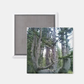 Aimant Octopus Tree, Cape Meares, Oregon (Recto/Verso)