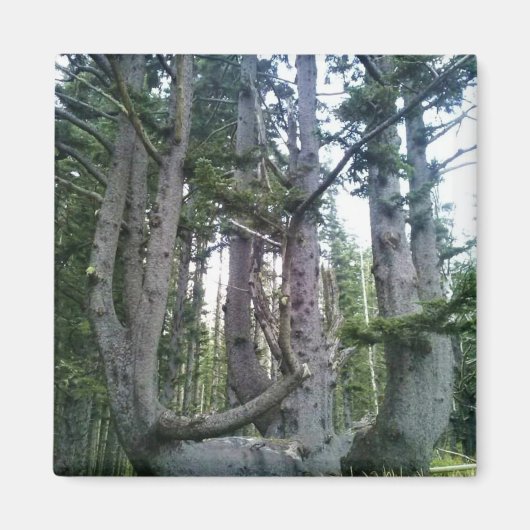 Aimant Octopus Tree, Cape Meares, Oregon (Devant)