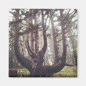 Aimant Octopus Tree, Cape Meares, Oregon (Devant)