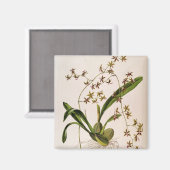 Aimant Odontoglossum Hastatum (Recto/Verso)