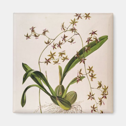 Aimant Odontoglossum Hastatum (Devant)