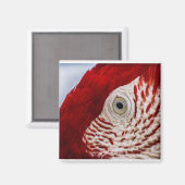 Aimant Oeil de perroquet (Recto/Verso)