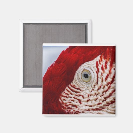 Aimant Oeil de perroquet (Recto/Verso)