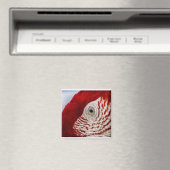 Aimant Oeil de perroquet (In Situ (Lave-vaisselle))