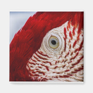 Aimant Oeil de perroquet