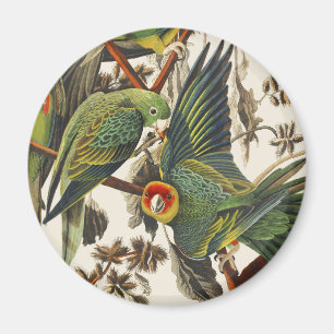 Aimant Œuvre d'art vintage d'Audubon sur la perruche de C
