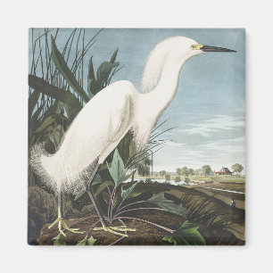 Aimant Œuvre d'art vintage d'Audubon sur l'aigrette neige